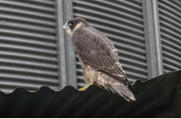 Junger Wanderfalke Falco peregrinus